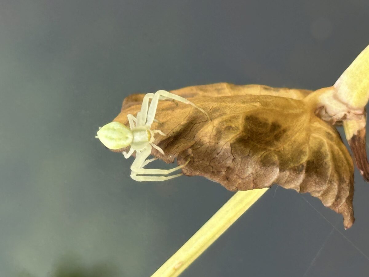 Pfui Spinne?