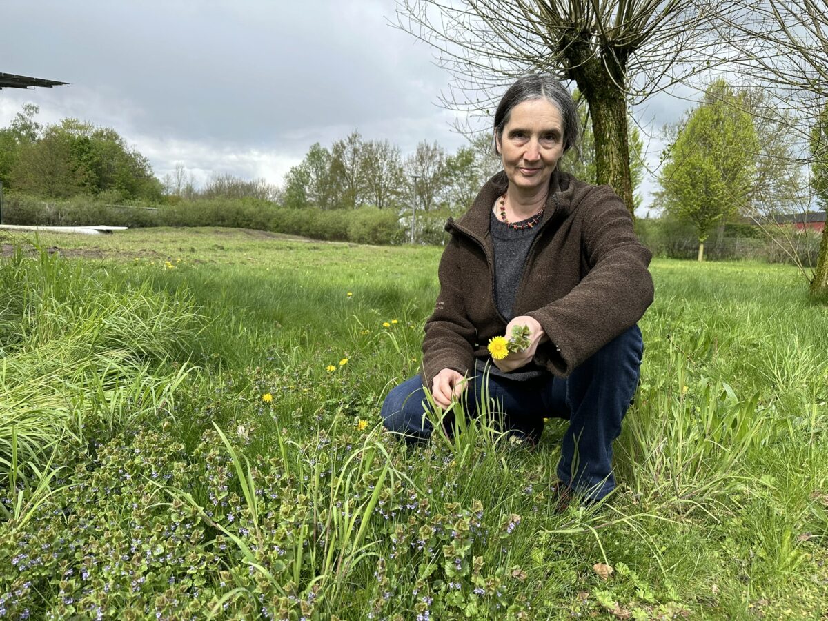 Essbare Wildkräuter