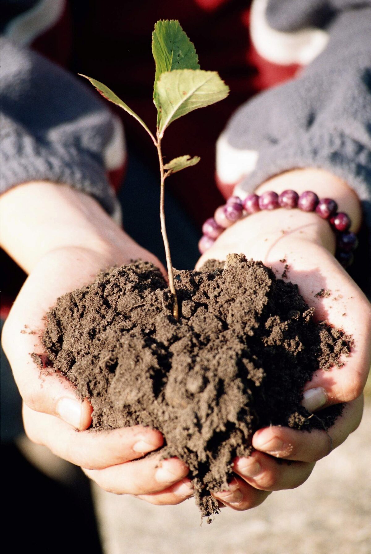 Vom Samenkorn zur Pflanze