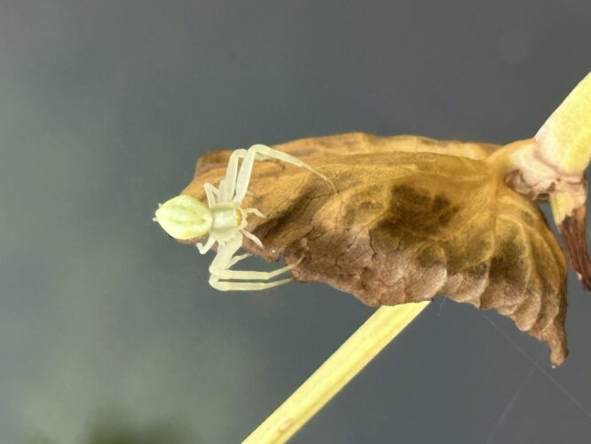 Pfui Spinne?